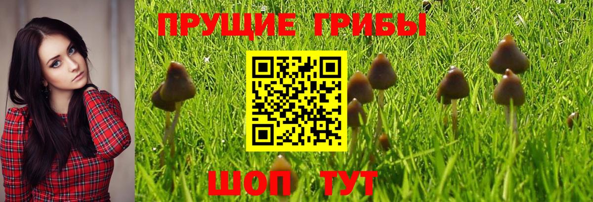 Галлюциногенные грибы Psilocybine cubensis Янаул